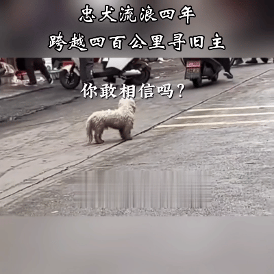 感人至深！狗狗流浪4年跨越400公里，千里奔赴寻回旧主
 
近日重温一则2025