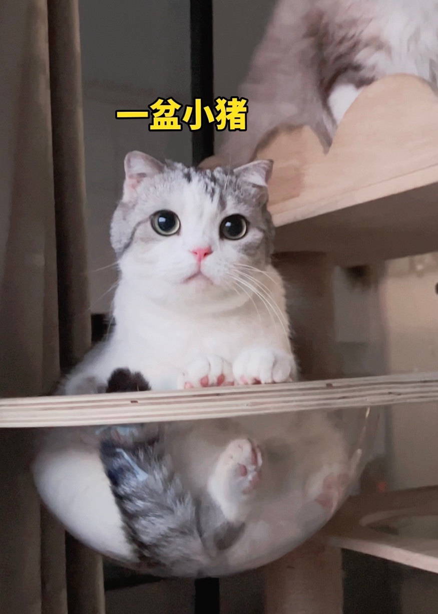 宝宝圆又胖，日子一定旺 #春日萌宠随手拍# ​​​