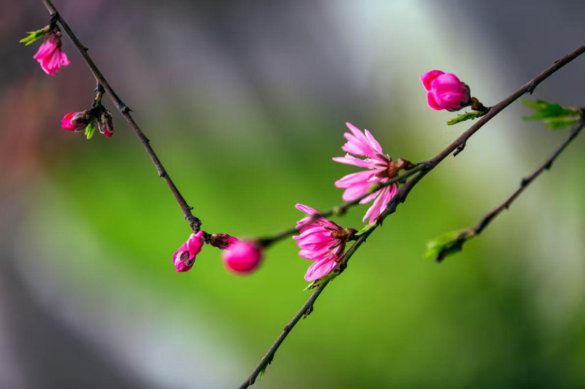 春风拂面，花开正好，满眼皆是温柔与生机，这般美好景致，真是不负人间好时节。