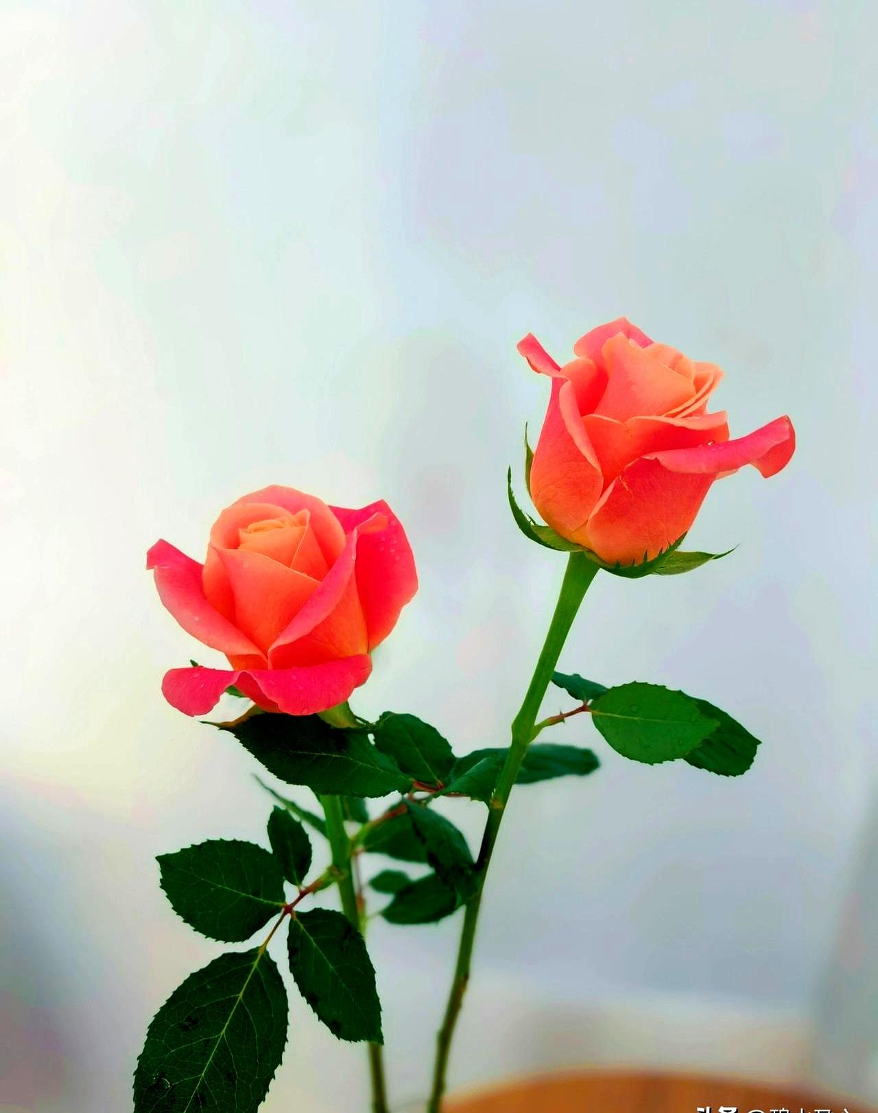 本来全红婵就是名人，不管她做什么都会引人关注。
 

那个跳水的小姑娘，这次把自