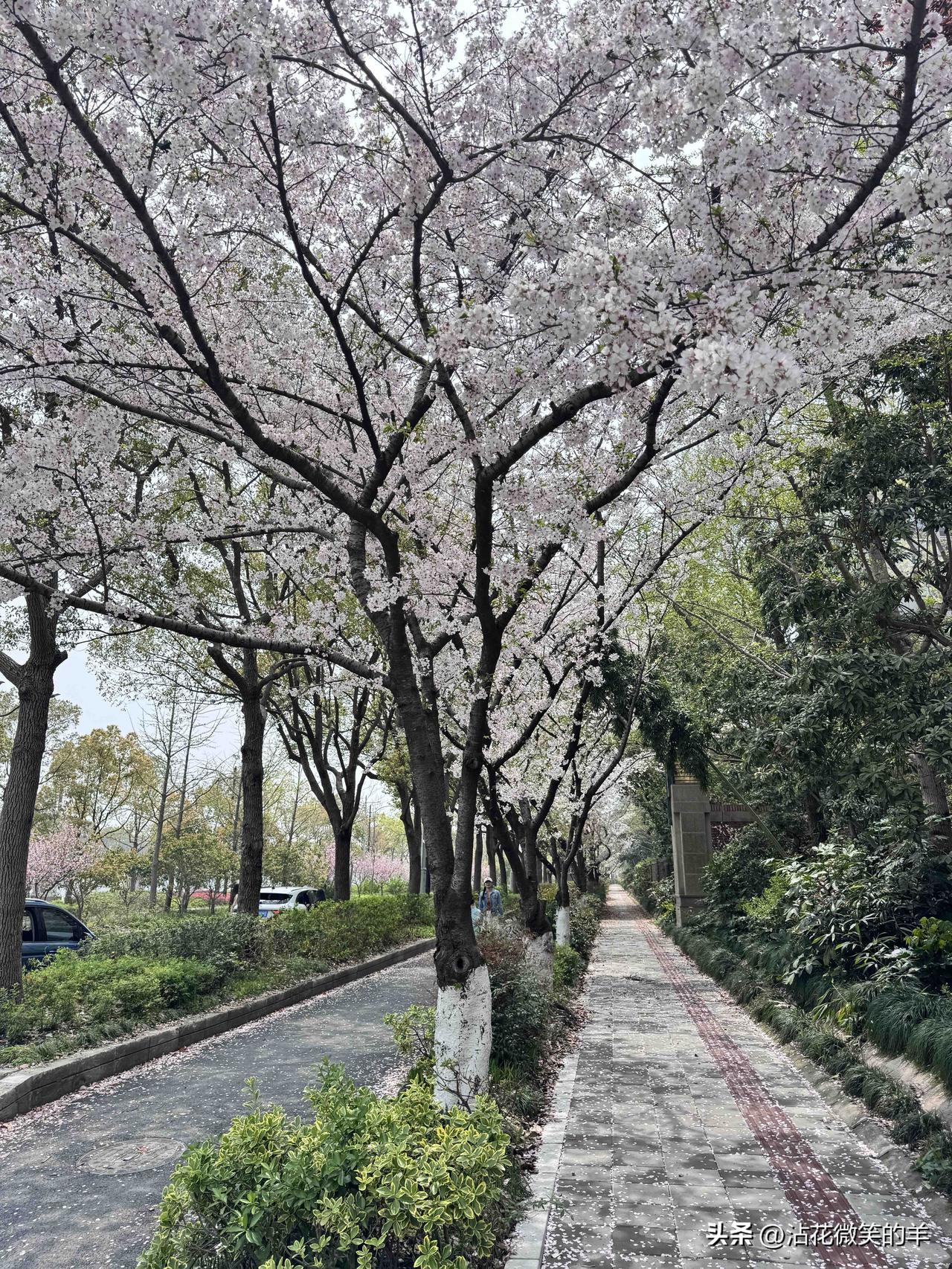 同事下个月要去美国看儿子一家了，这次机票是儿子给买的，她和老公，两张商务舱。
