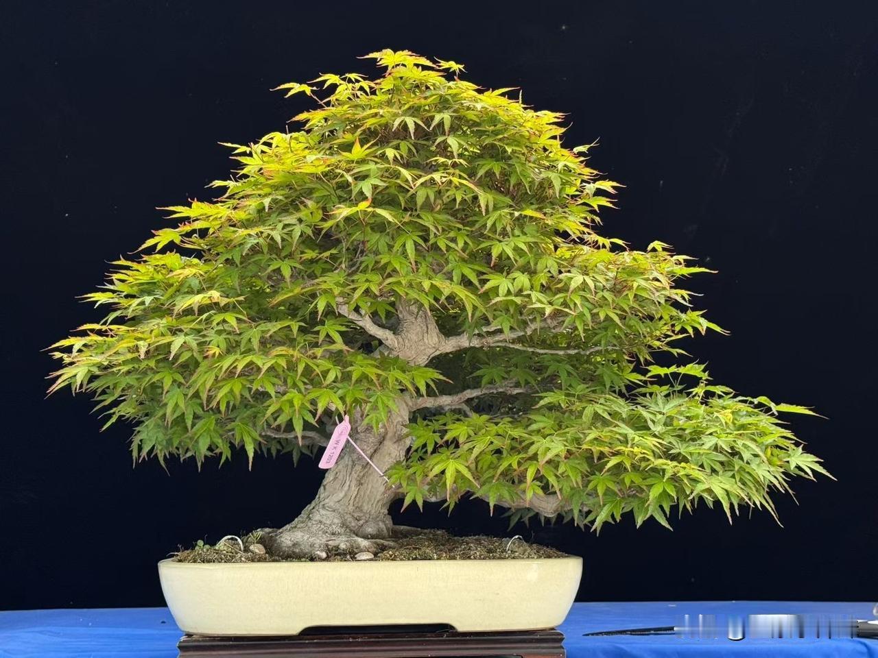 惊艳的盆栽枫树，色彩斑斓，生机勃勃！独杆枫树 火红枫树林