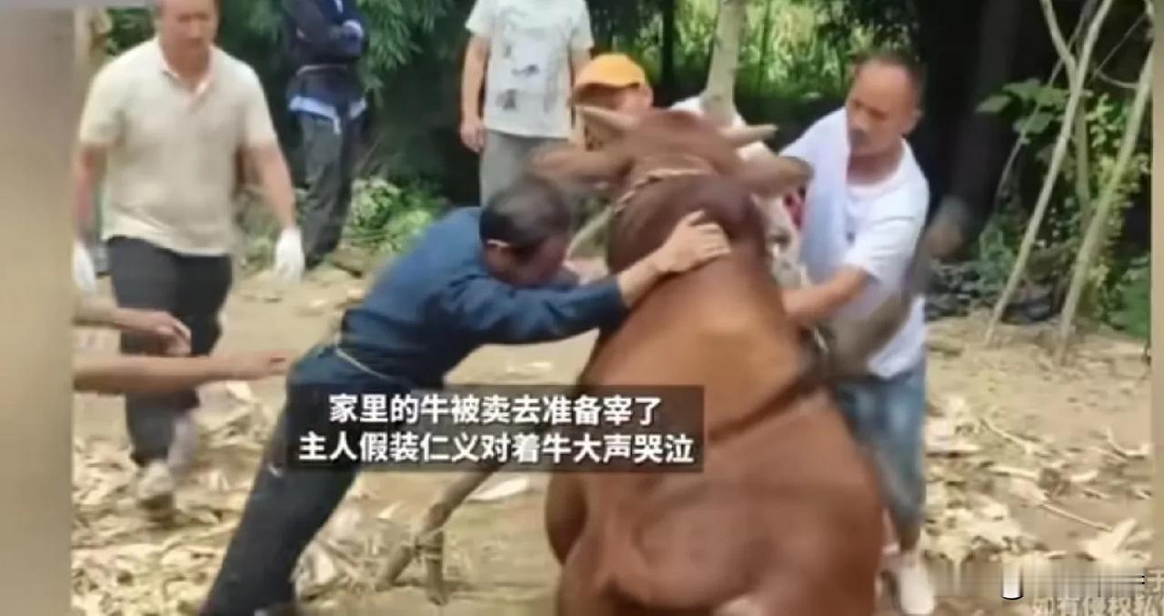 看到这主人卖牛时的虚心假意哭啼，牛都看不下去了，直接用脚去踢主人。牛恨不得一脚把