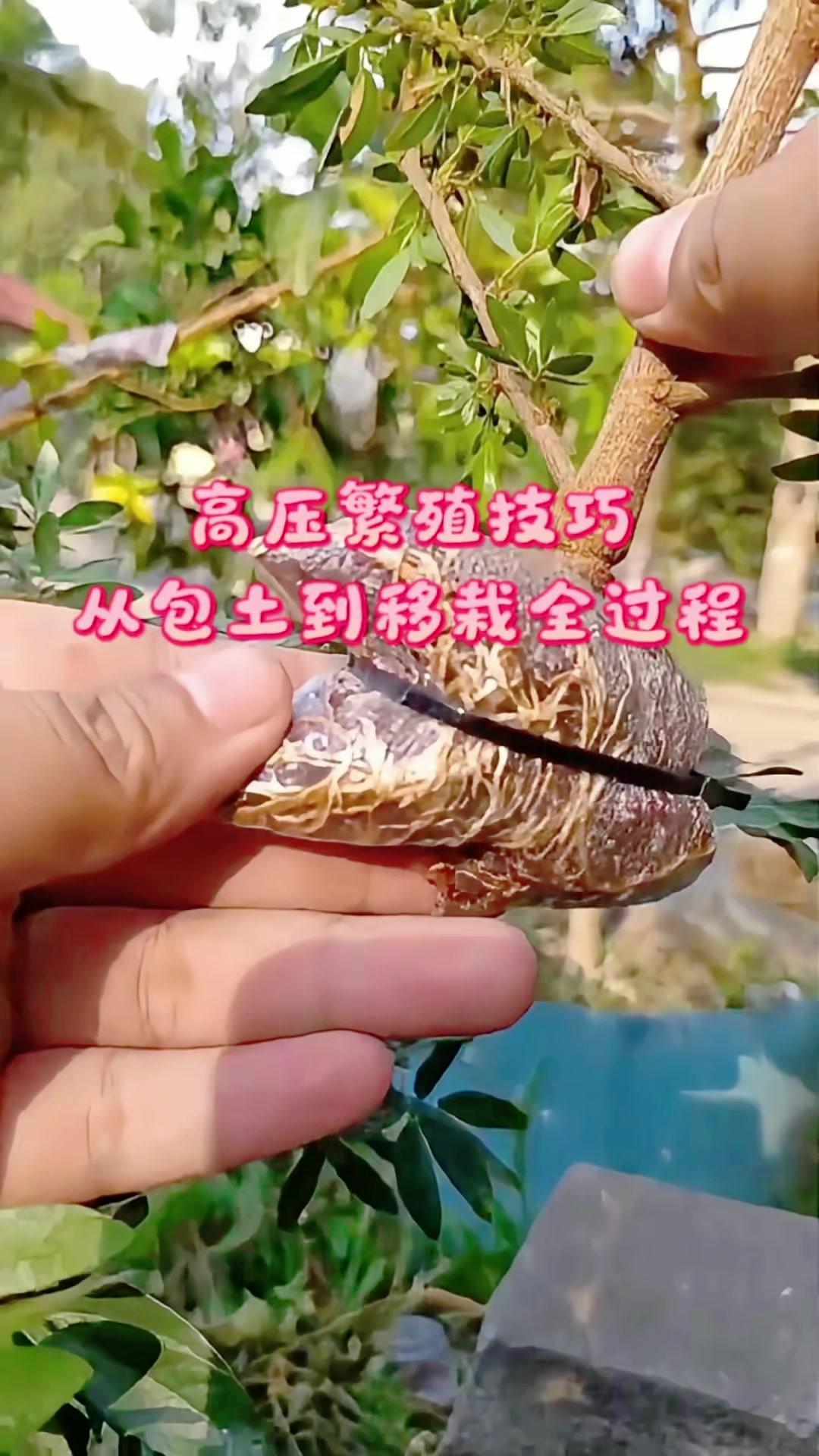 🌱盆景高压繁殖25天生根全记录。从环剥枝条开始，将湿润的土壤包裹住环...