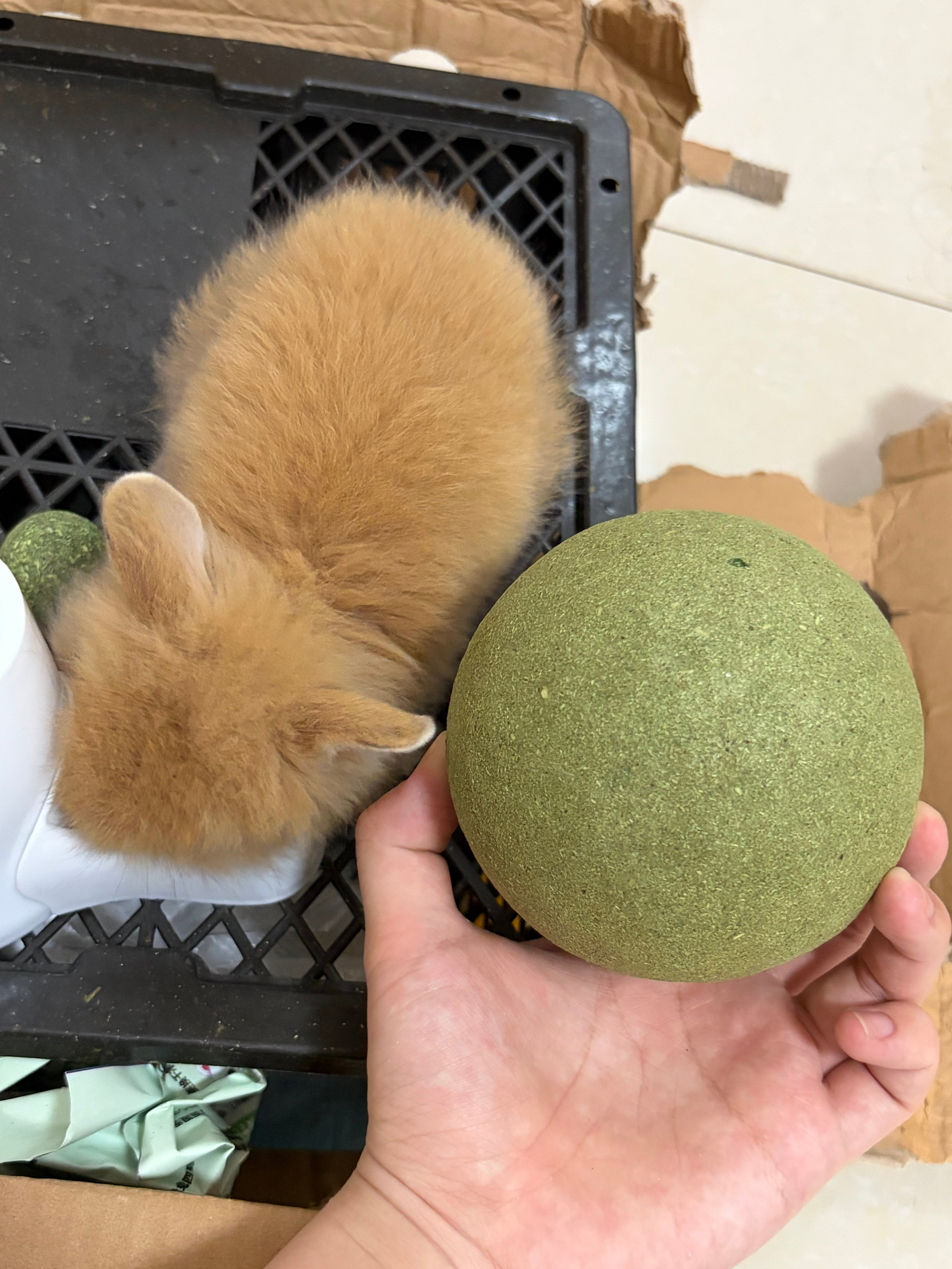恭喜发财的恭喜 磨牙的零食买大了… 