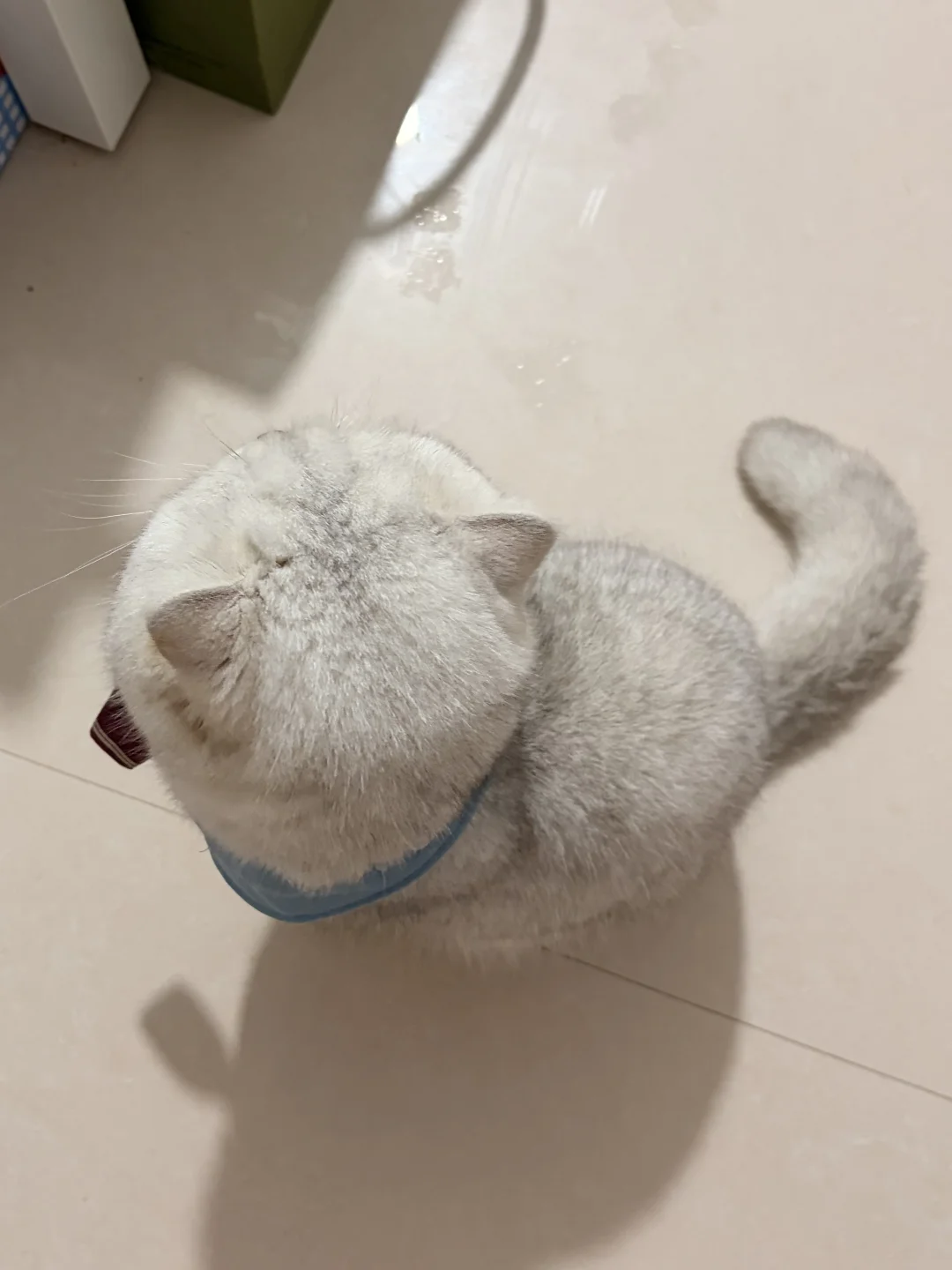 小脑袋🐱