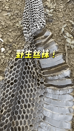 看看这条野生大丝袜漂不漂亮？[泣不成声][泣不成声]