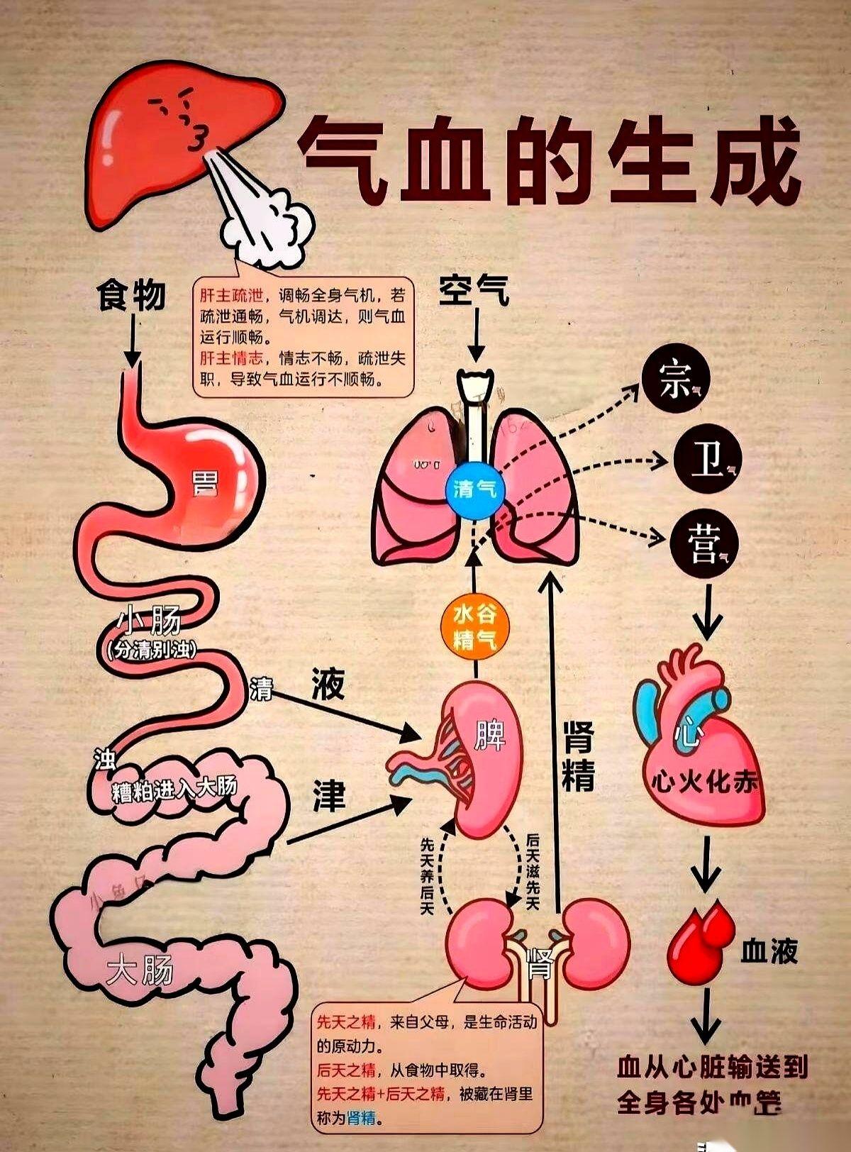 谁能想到，我跟便秘这破事儿斗了好几年，最后打败它的，竟然是我儿子的一张初中作息表