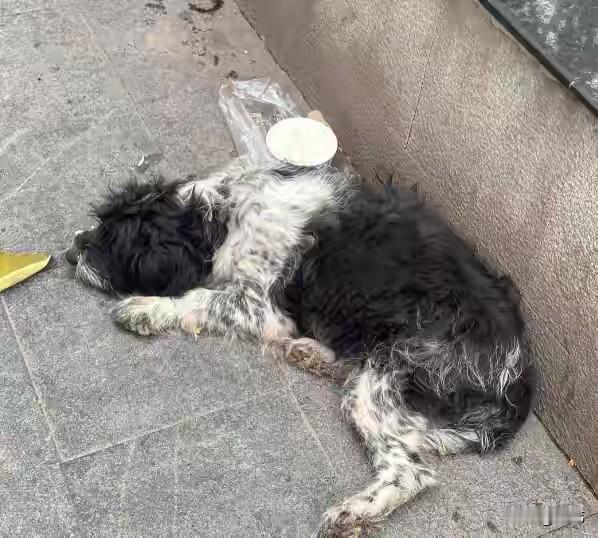 太可怜了，这天一位小姐姐下班回家，当她走到一条小路上的时候，看到路边一只可怜的狗