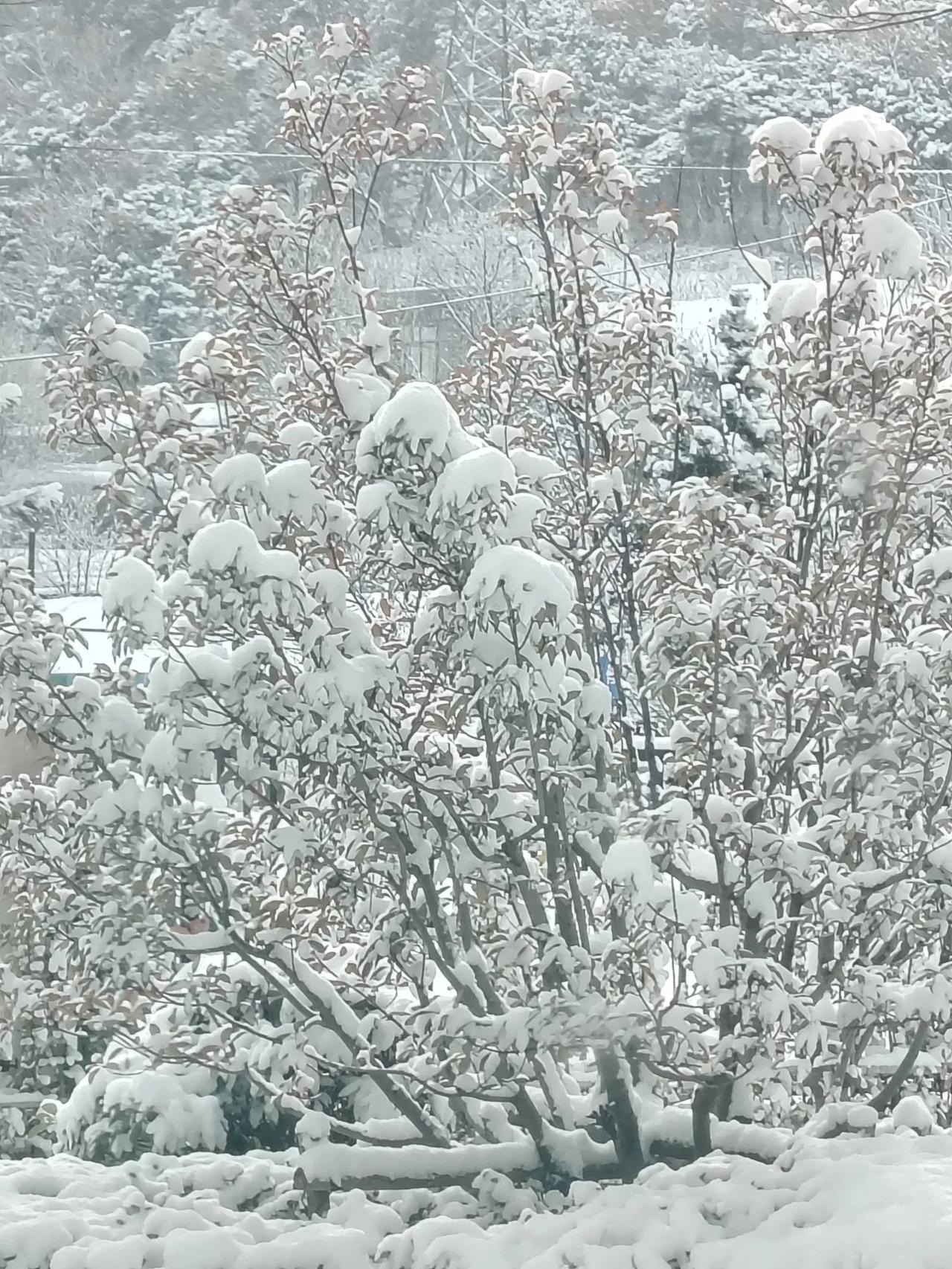 下联：寡意圆雹请雪难。