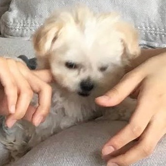 啵妞就算走丢也会被送回金冬天的宿舍 