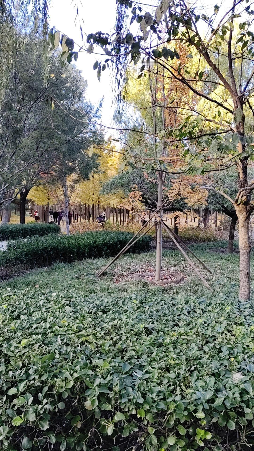 驴为什么越来越少了中国的驴被用来谋皮了，驴皮用来做阿胶了。农村也不用驴耕作，而且