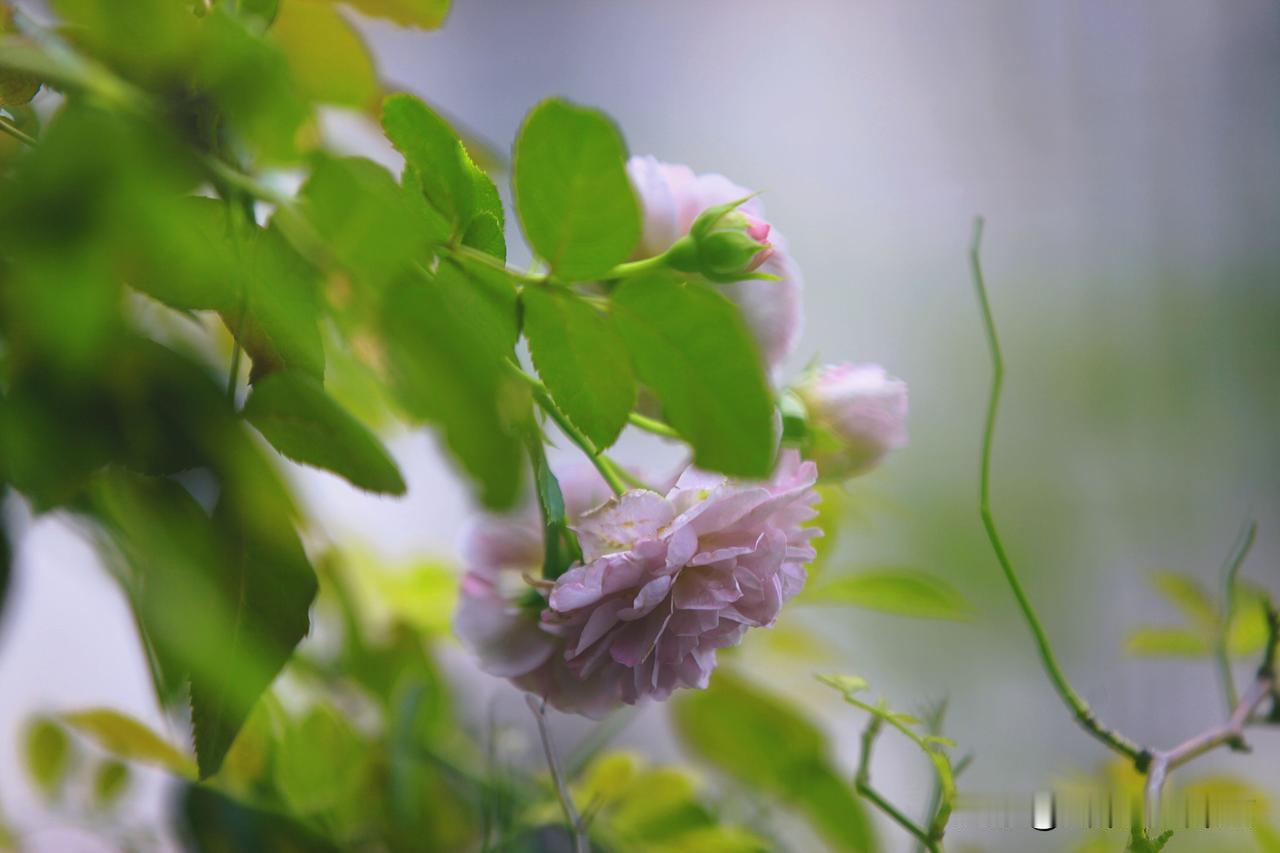 阳台上的蔷薇花又开了第二季，我的期待终于不负所望。

是这样的，去年正值蔷薇花盛