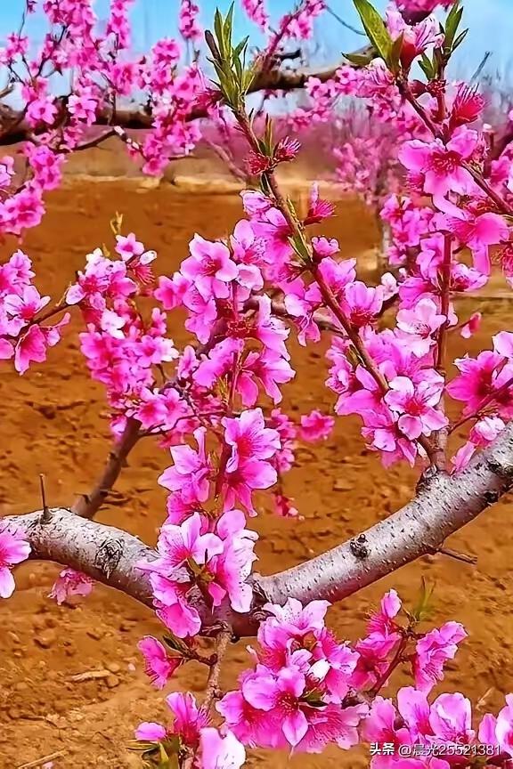 春天景美花开富贵。