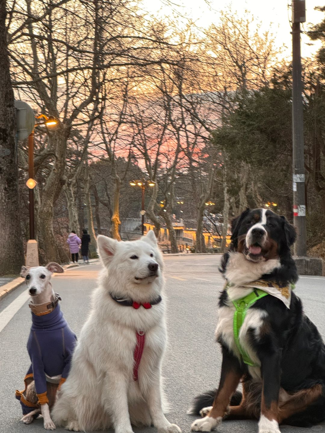 小狗们寄来旅行明信片啦😘