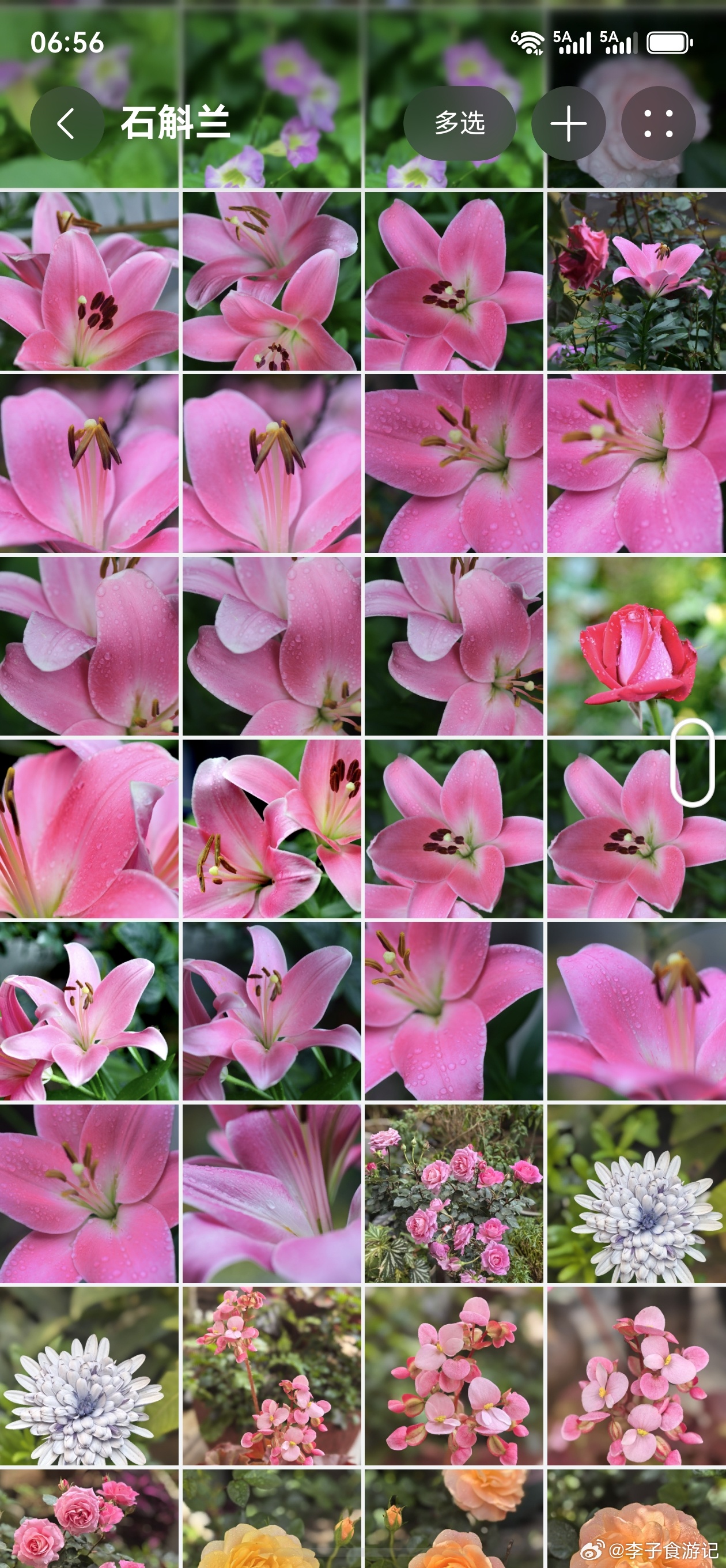李子食游记  繁华似锦，院子里四季沐歌，鲜花盛开的地方，这就是金盘食验室独特魅力