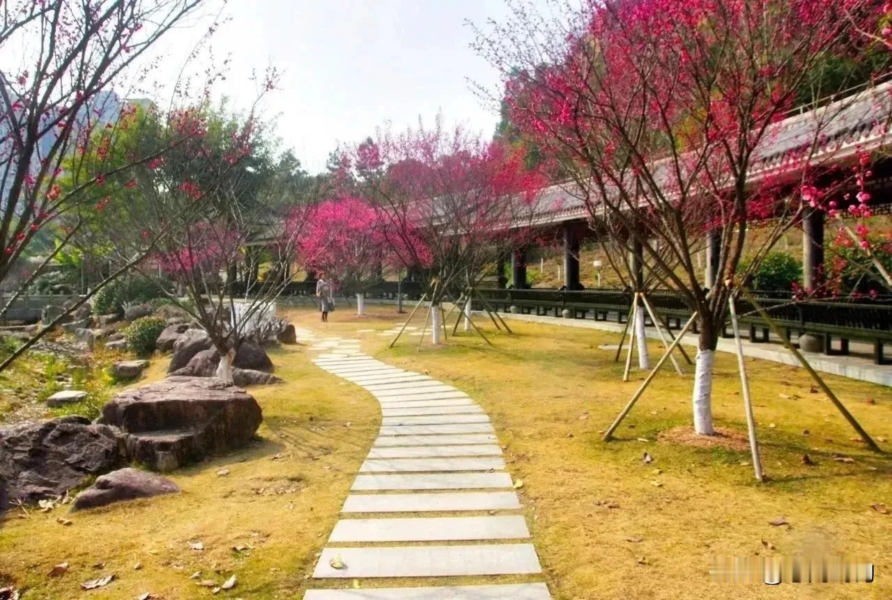 春寒料峭，温州的街头巷尾，梅花如期绽放，释放出淡淡的芬芳。漫步杨府山公园梅园，仿