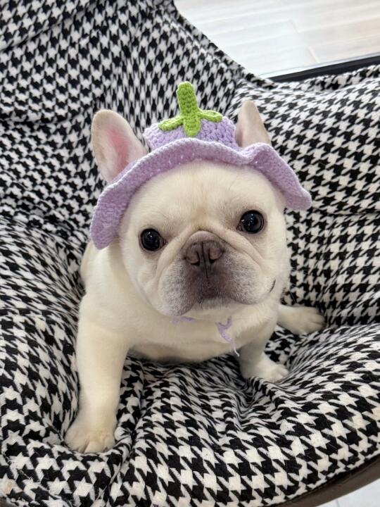 “🍆不吃茄子”像你发来一条好友申请