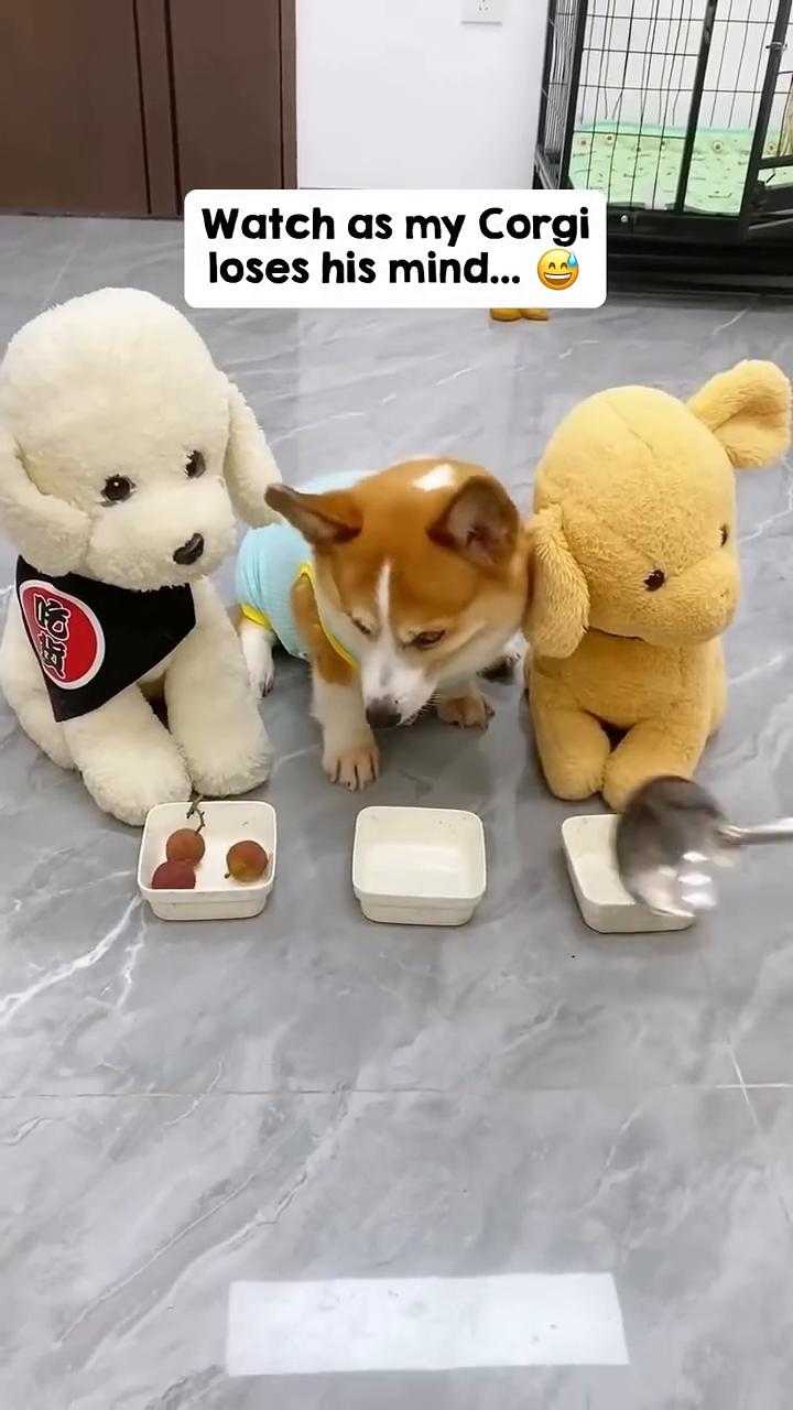 Watch as my Corgi loses his mind..He was