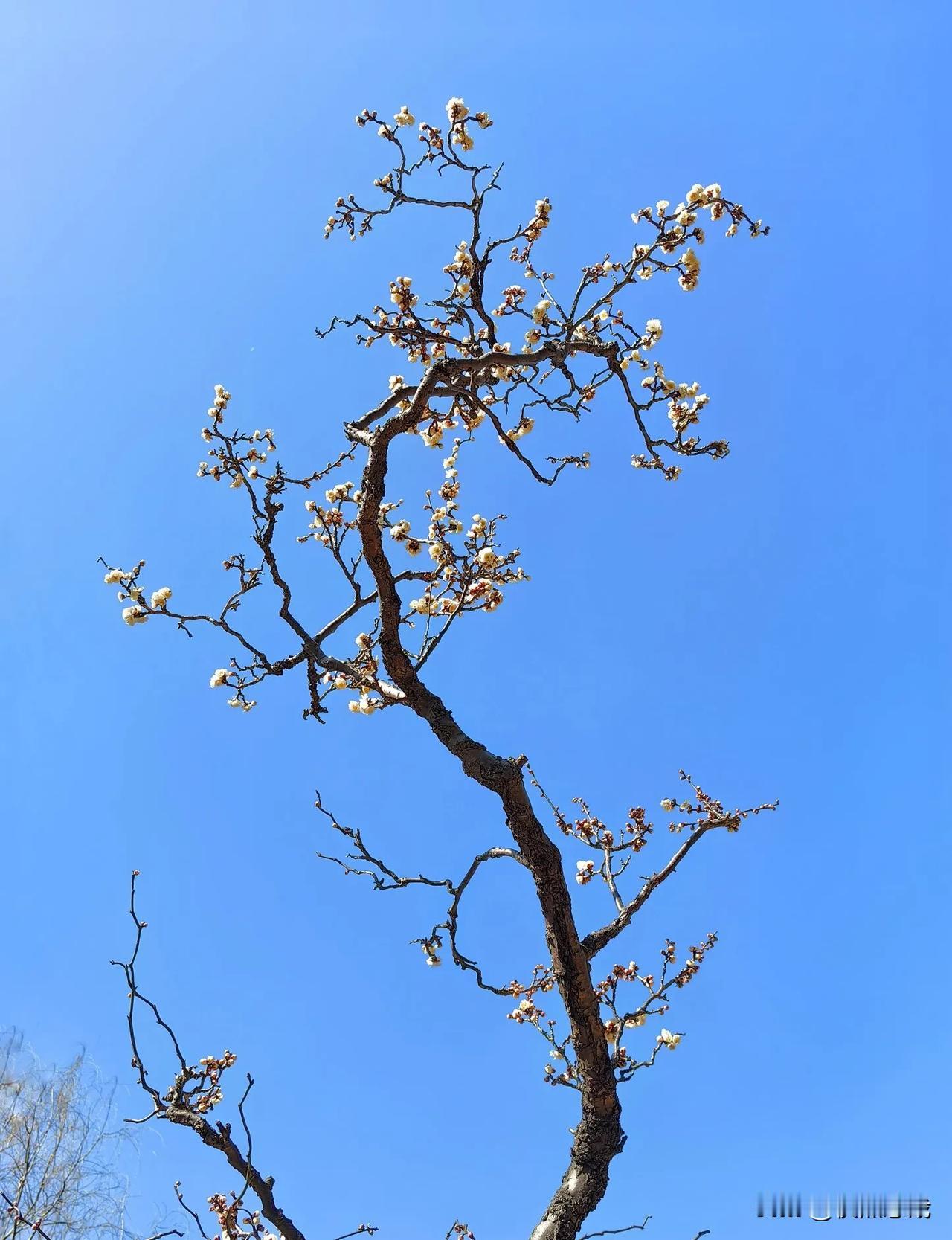 上海莘庄梅园龙游梅花开正盛。
难得赏龙游梅遇到好天气，白花蓝天相映，非常漂亮。