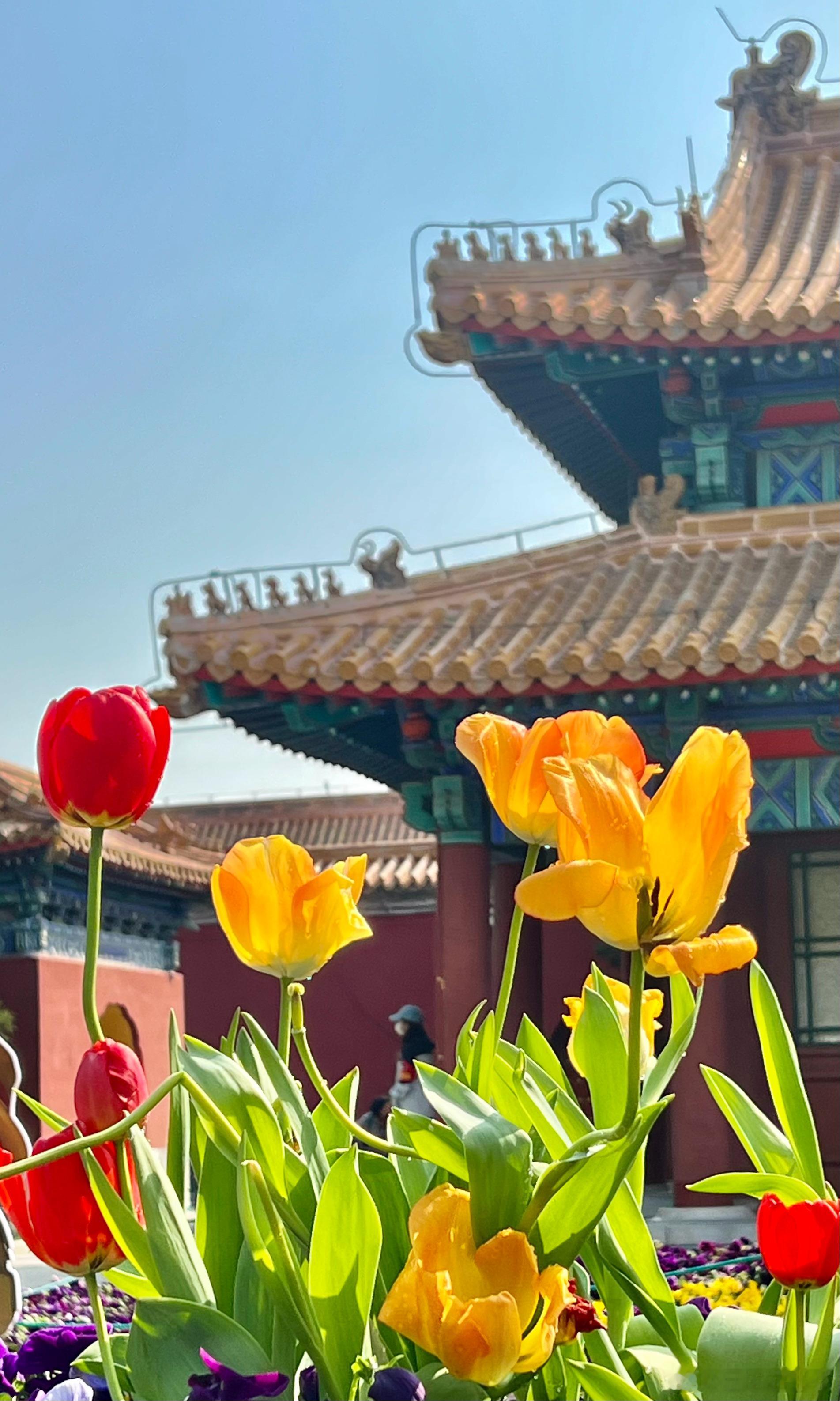 北京中山公园 郁金香花开摄影