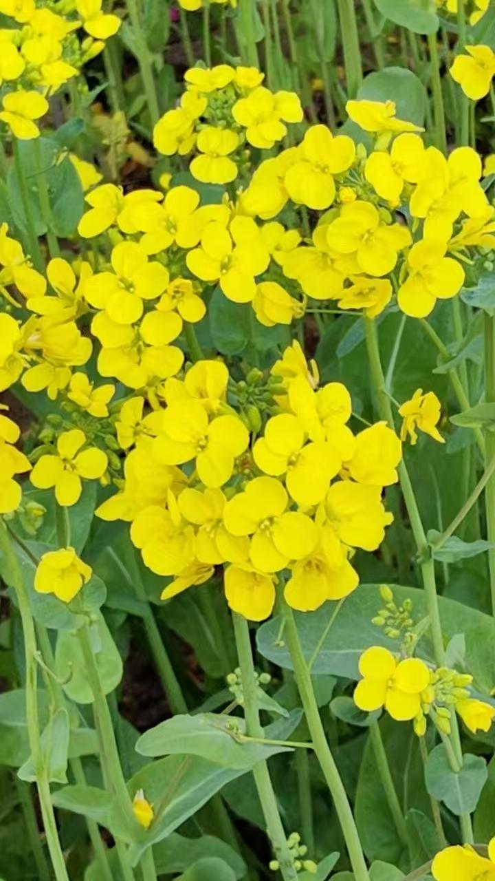 菩萨蛮•看麦田2576
作者/平常心
（2026.4.2.7:26）
春暖生长田