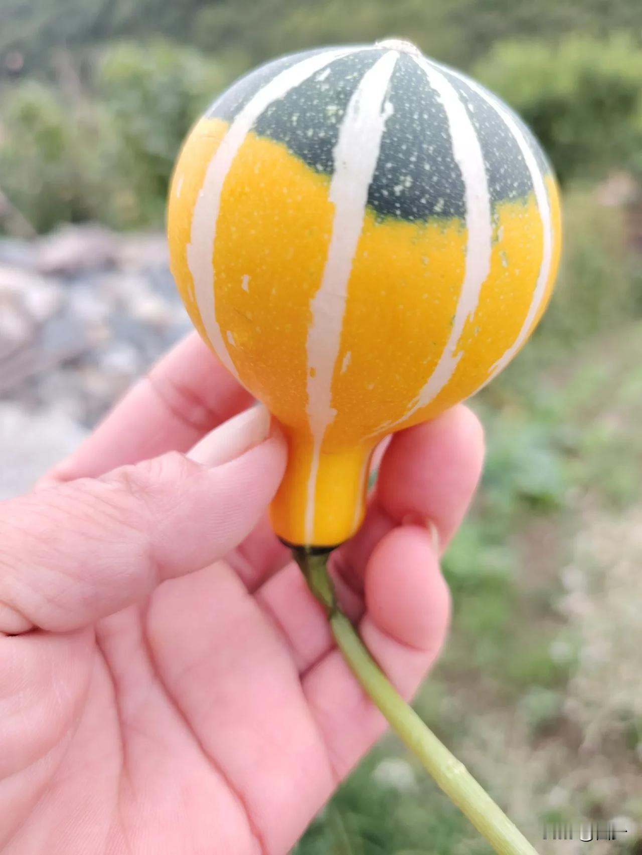 等我凑够七个葫芦娃
拎给他们去找爷爷
这么可爱的葫芦娃
看着就喜欢
随手挑一个成