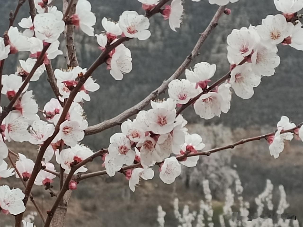 杏花庄因杏花而得名
——每年此时，恰逢杏花庄的杏花盛花期，漫山遍野的杏花粉白相间