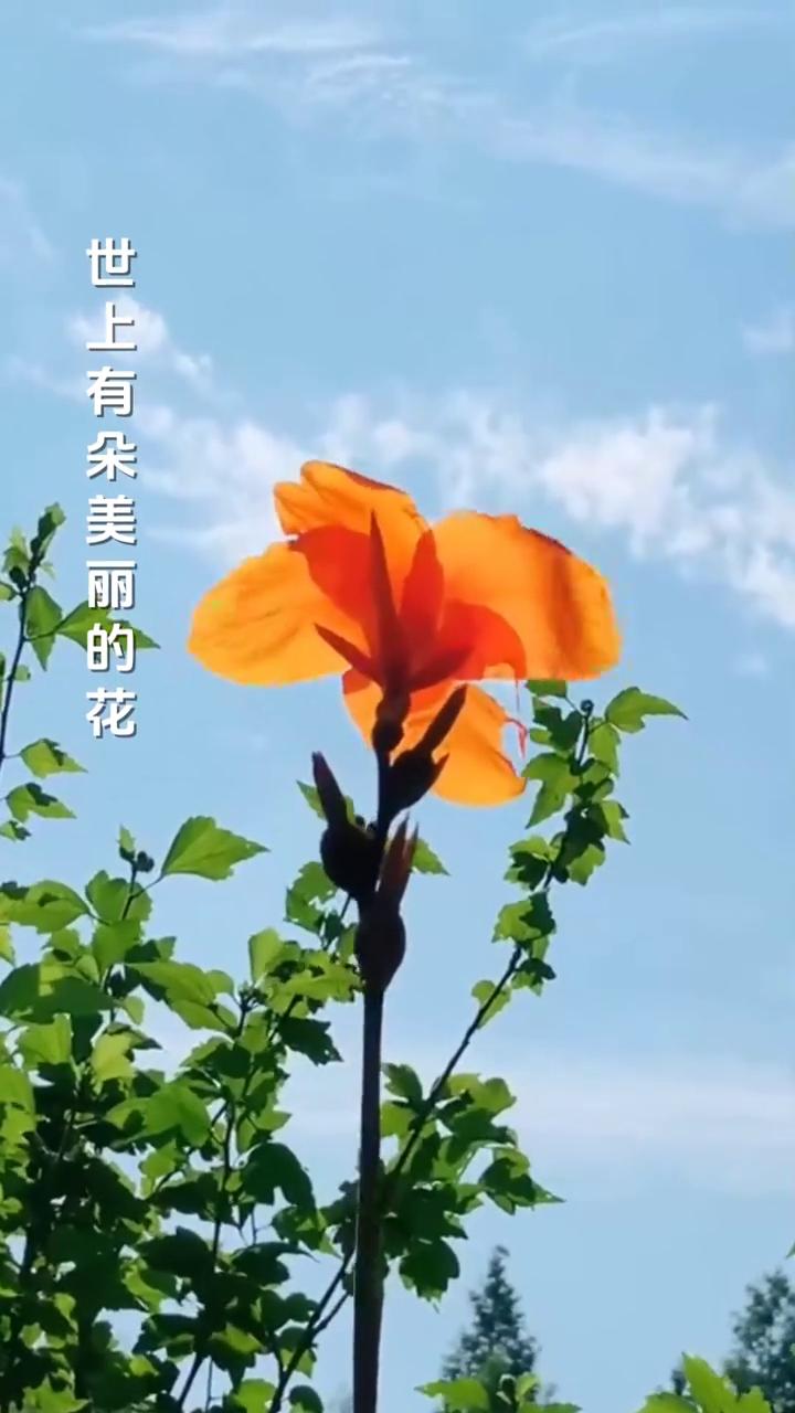 绒花演唱。
演唱：殷秀梅。
制片人：芙蓉传媒。
世上有朵美丽的花，那是青春吐芳华