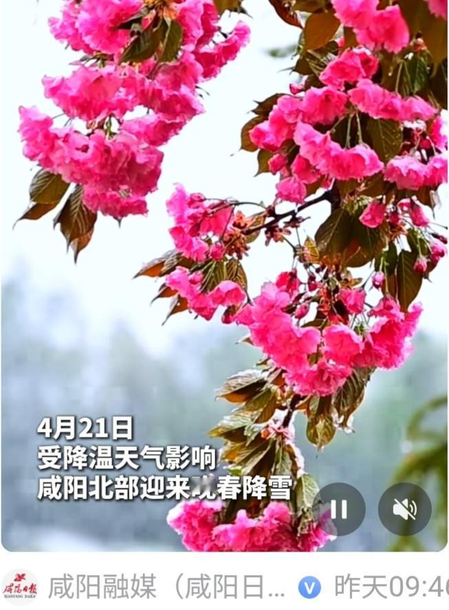 4月：咸阳飞雪，而北京开始今天的第17个雾霾天。

前几天西安热呀都快三十摄氏度