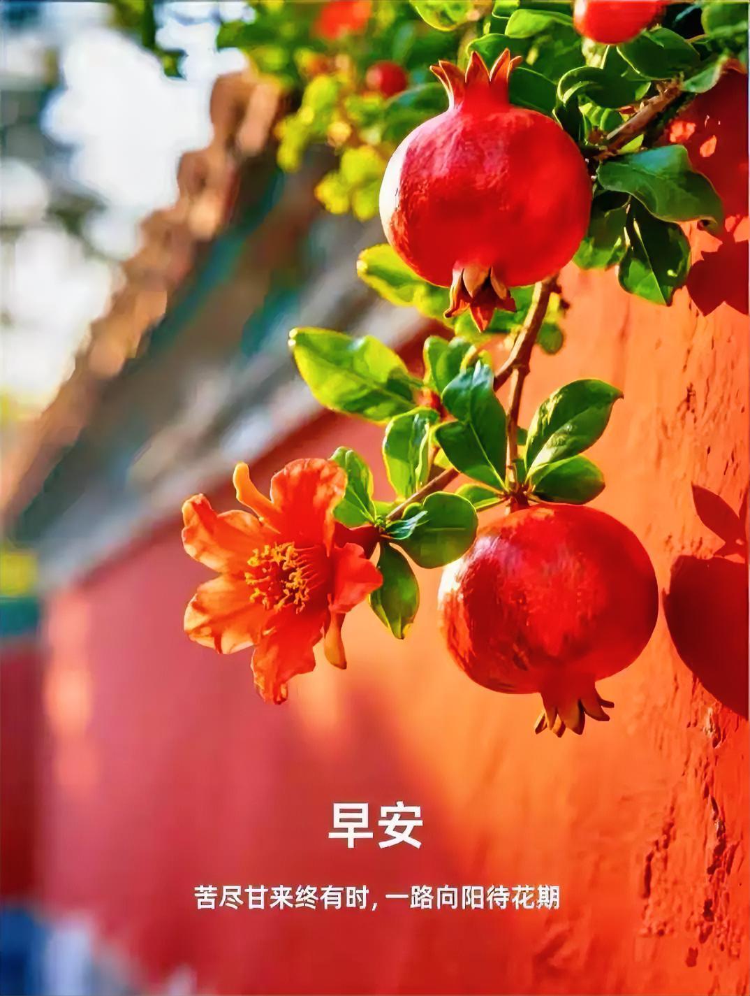 早安！红墙石榴挂枝头，花开结果皆温柔。愿你苦尽甘来，一路向阳待花期。
分享自己的
