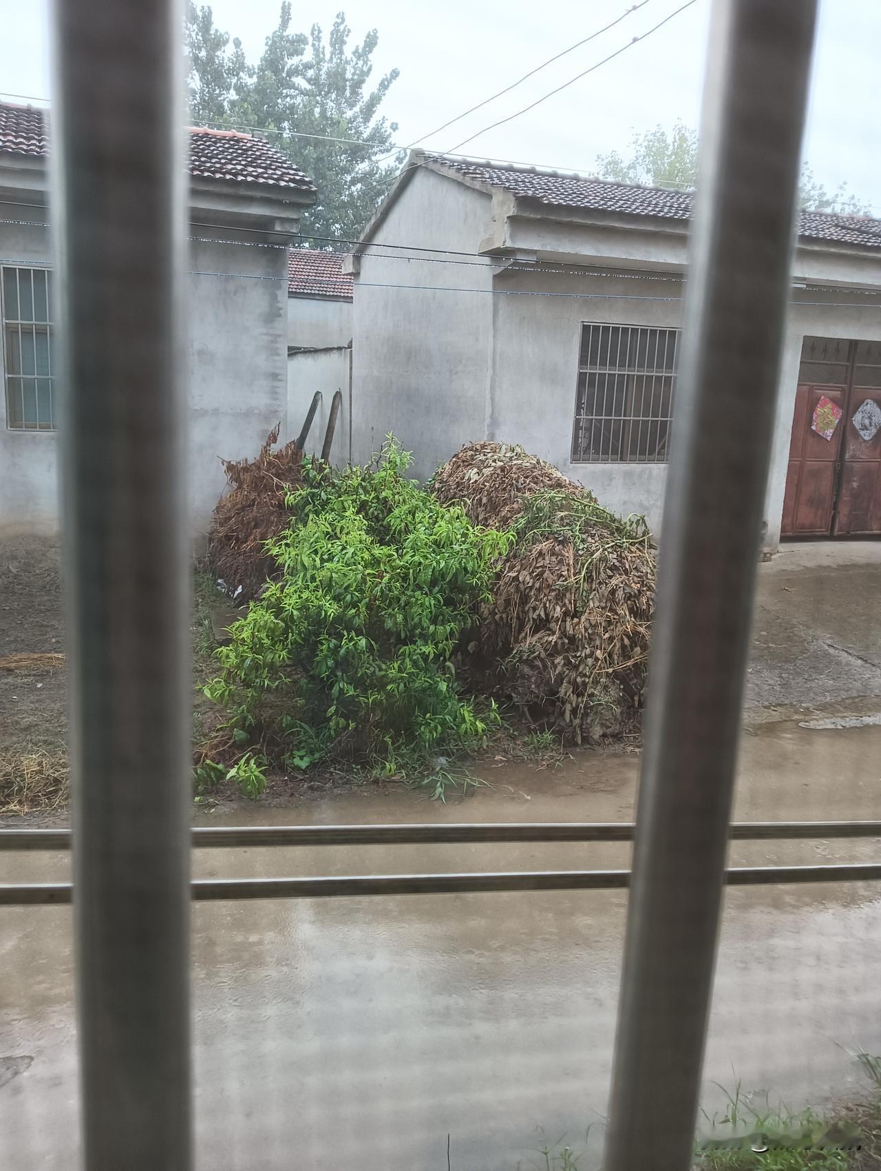 雨后院子里堆着一堆干草。乱哄哄的一片。