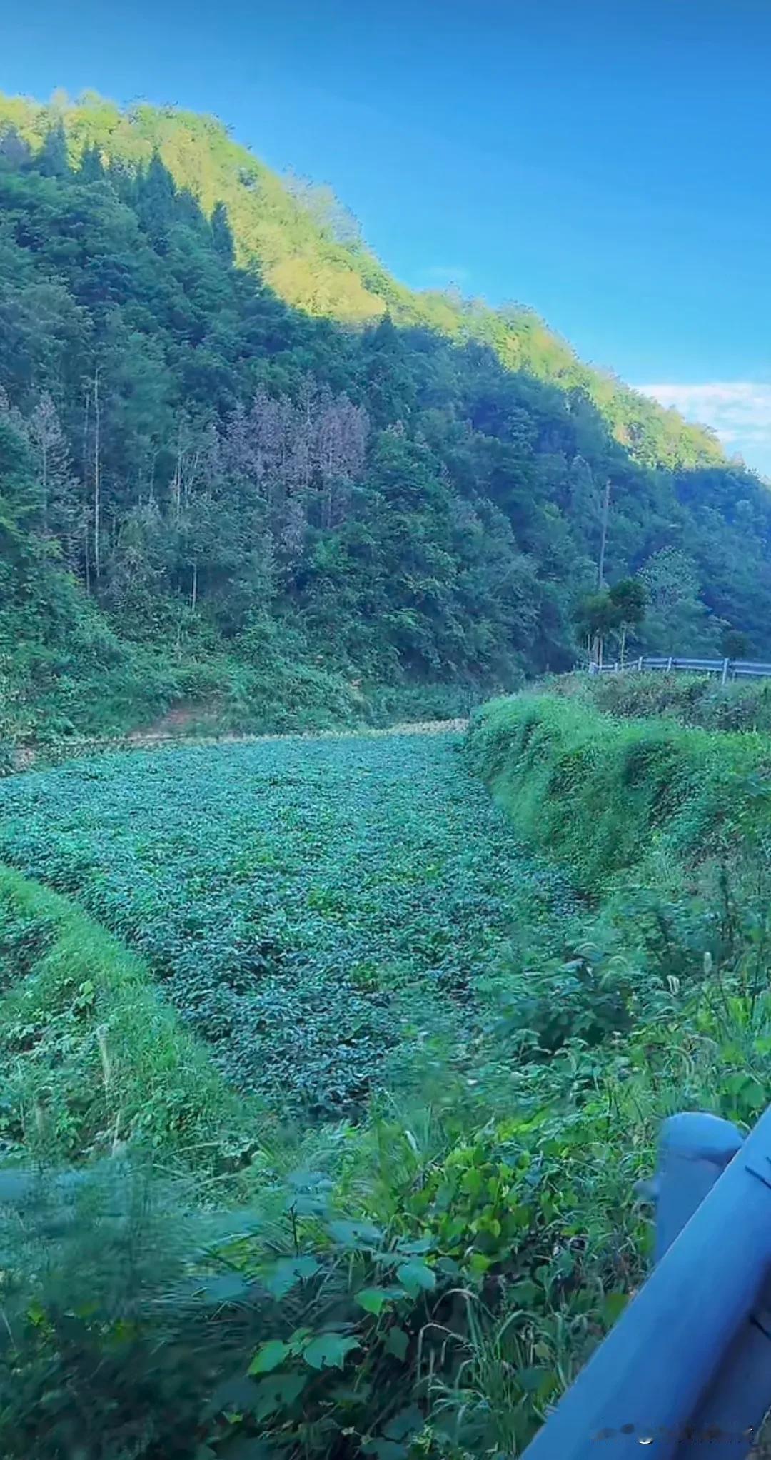 小时候经常看到这种草，牛最喜欢吃的草，叫棵子草，又叫牛筋草，稗子草，等等。这种草