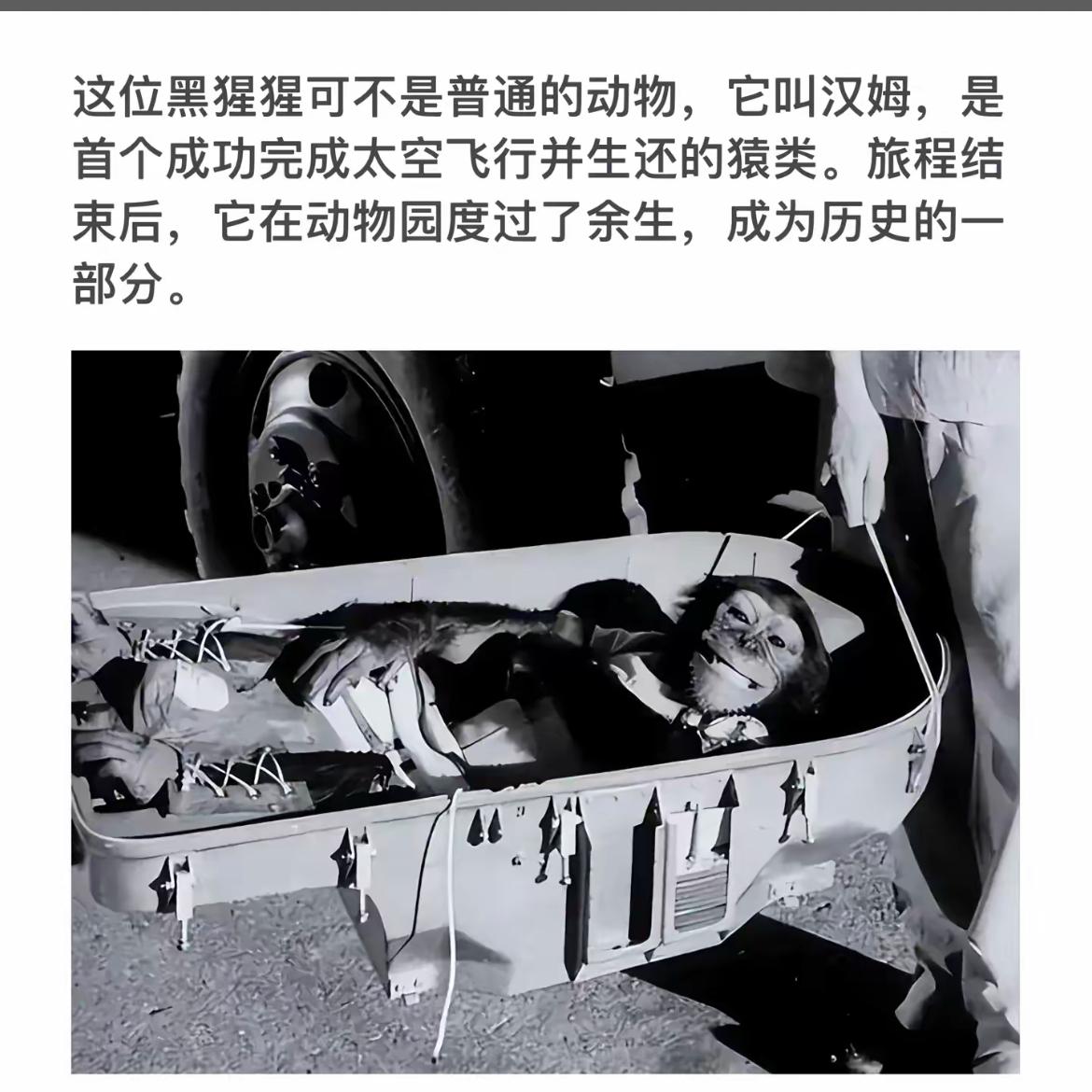 黑猩猩汉姆，太空飞行第一猴。