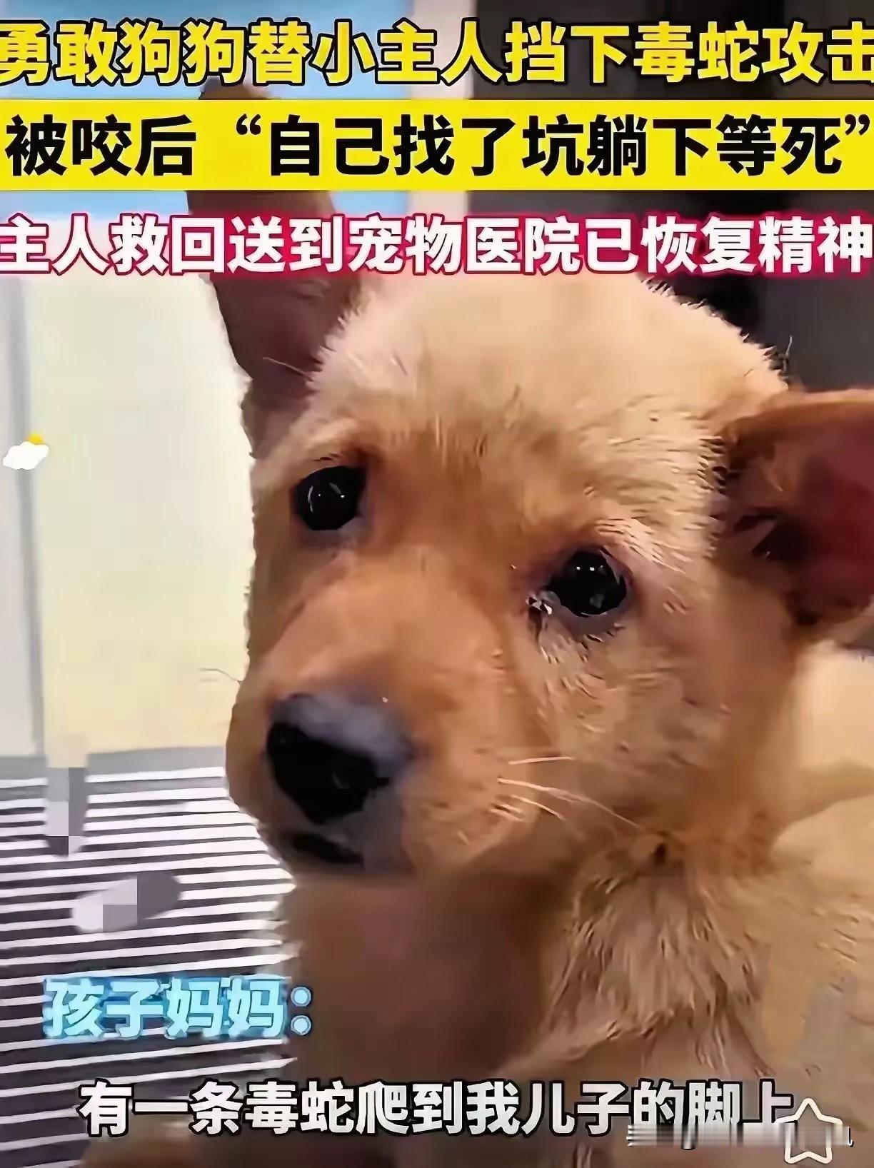 看哭了！这才是真·双向奔赴啊！

土狗为护主被毒蛇咬得快断气，趴在院里等死。平时