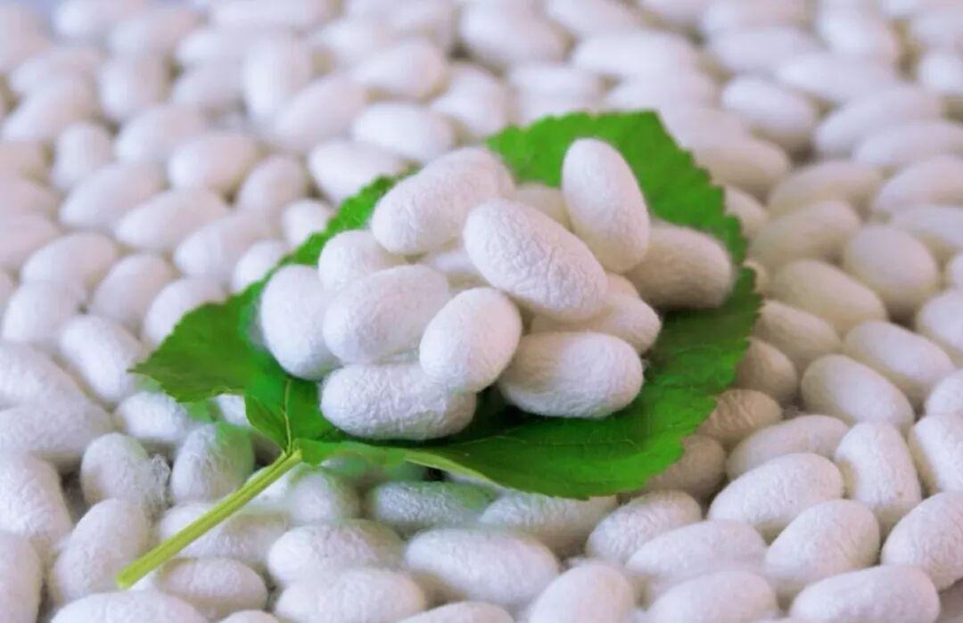 【刘三姐故里的千年丝路：宜州桑蚕茧织就壮乡新传奇】
宜州种桑养蚕始于明代嘉靖年间