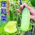 《【春天吃到秋天】满地爬黄瓜种子 无需搭架 省时省力 种植方便》【春天吃到秋天】
