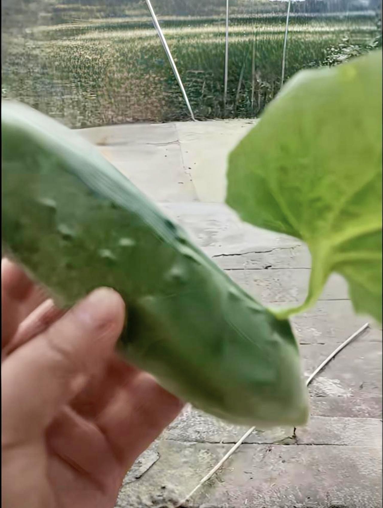 分享今日感悟。买了根黄瓜，竟然发现黄瓜的瓜体上长出一片叶子！这算什么？转基因吗？