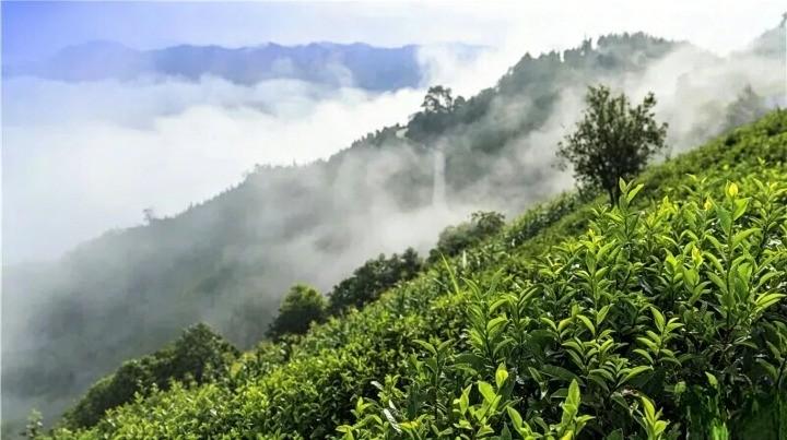 【一片树叶的红色传奇——走进百色红茶】
在广西西部的百色市，壮语意为“山川塞口”