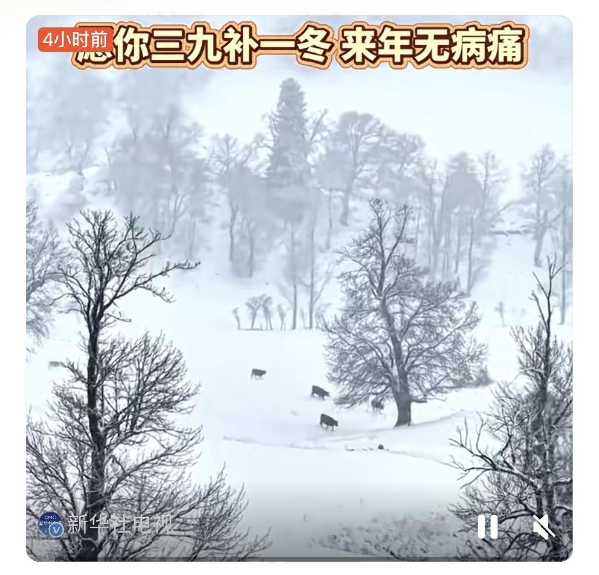 1月8日，我国正式迈入“三九”首日。作为冬至后第三个九天，“三九”素来是一年中寒