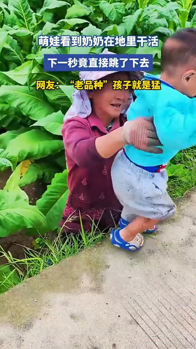 萌娃看到奶奶在地里干活，下一秒竟直接跳了下去。网友："老品种"孩子就是猛。
6月