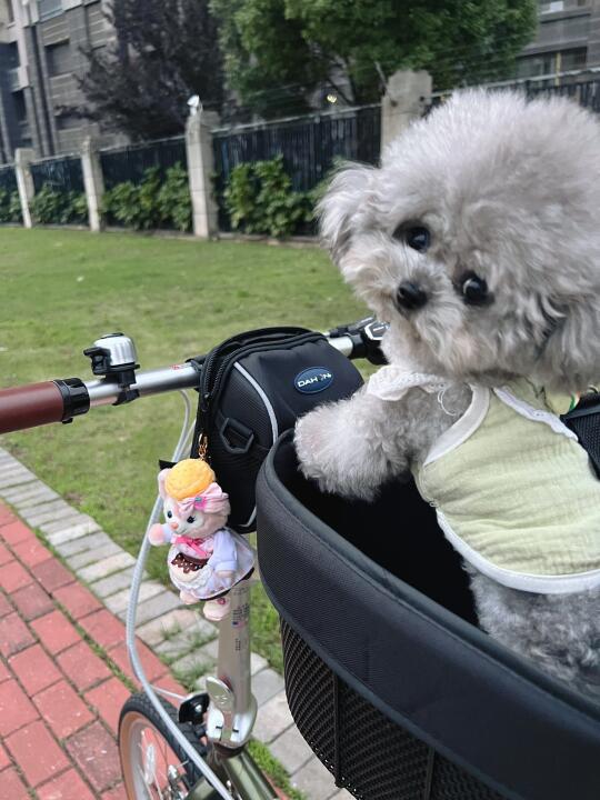 小狗狗我呀，今天骑车去玩咯