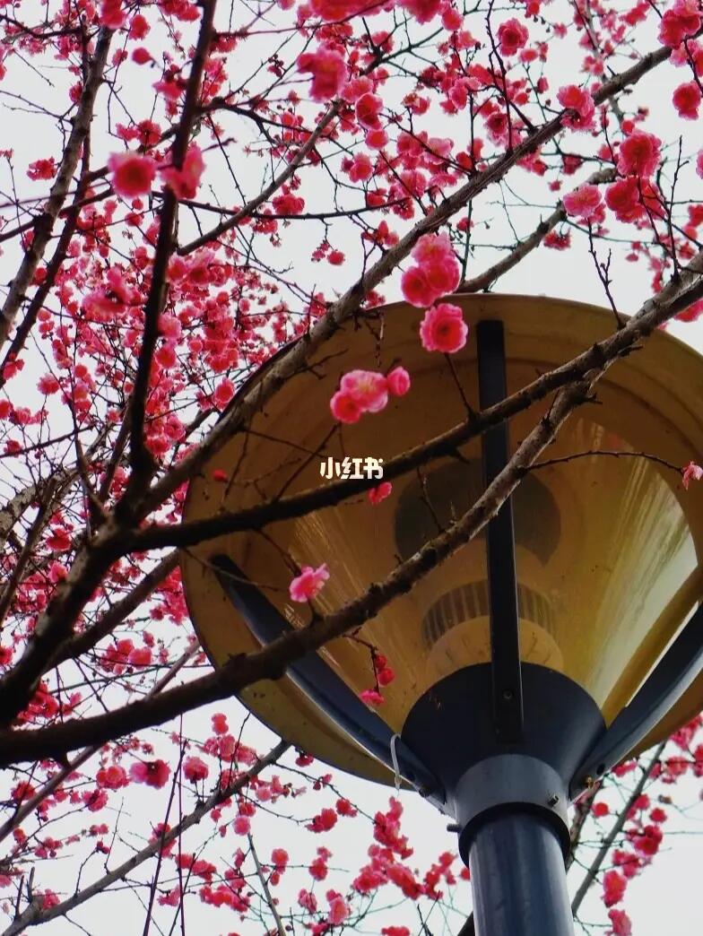 成都2月去哪里|浣花溪公园梅花盛开了