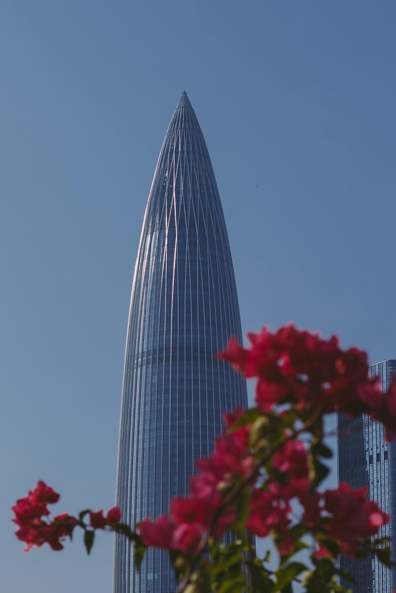 子弹、春笋、玉米？我该怎么形容它！深圳的春天
三角梅开得热情奔放
地标建筑 城市