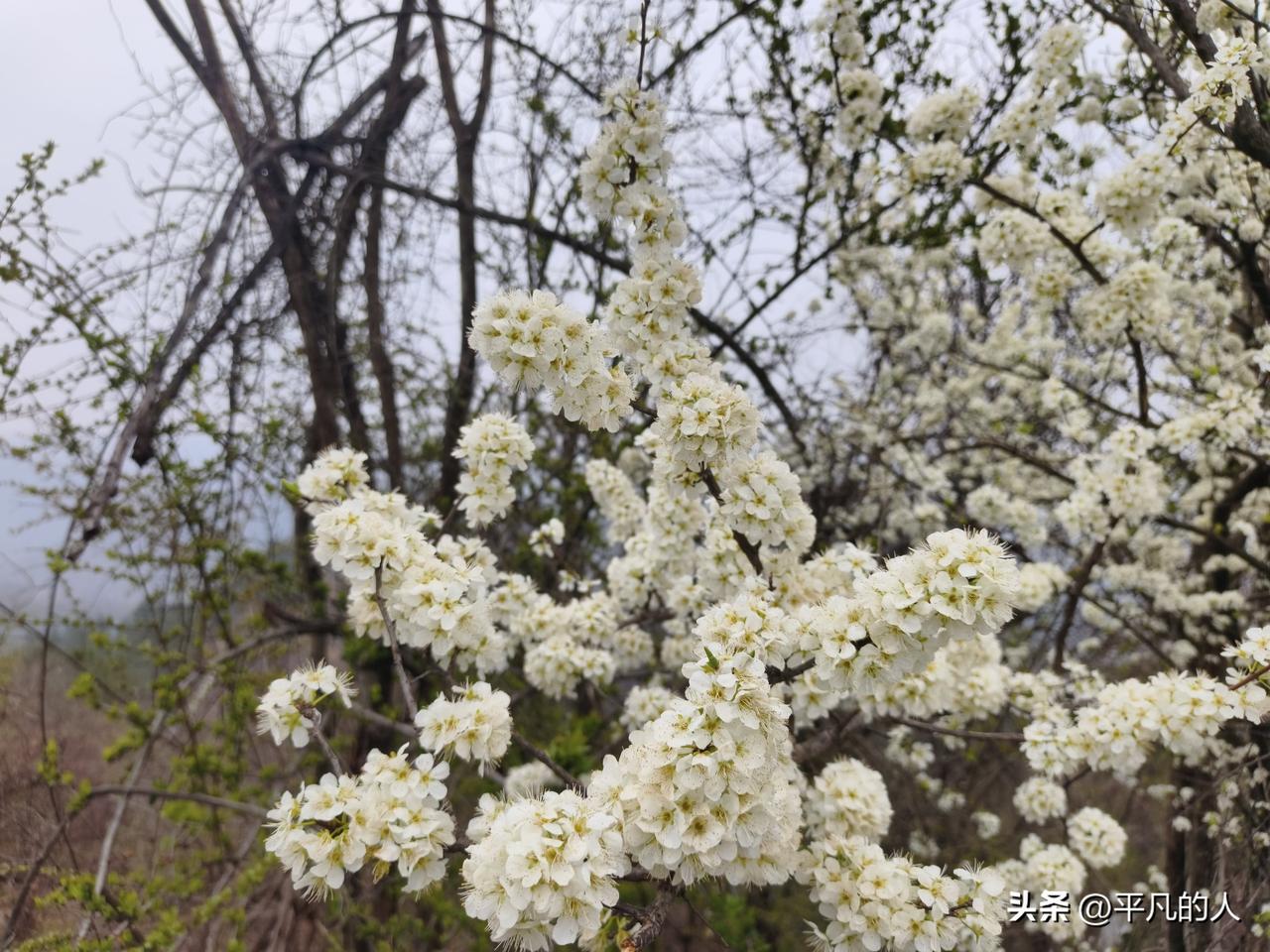 春日里的白色花海，宛如梦幻的仙境。微风轻拂，花瓣如同雪花般纷纷扬扬飘落，落在肩头