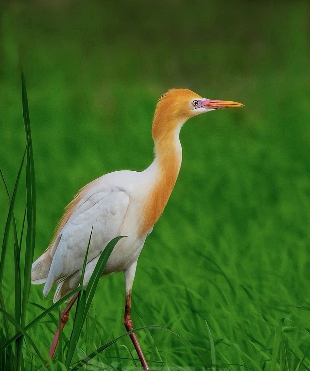 美股一小跌，A股就大跌，又是这傻鸟套路。 