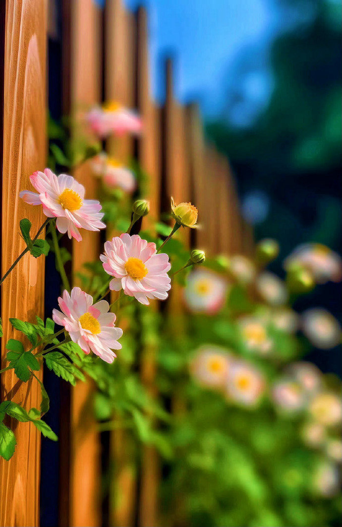 “ 守一院花开，处一世泰然 ... ”  
