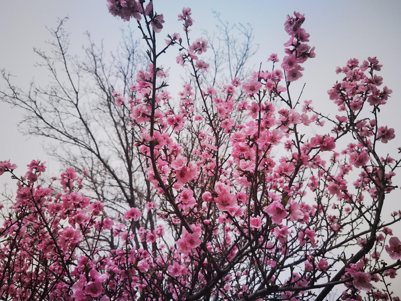 美不美，这花开的？