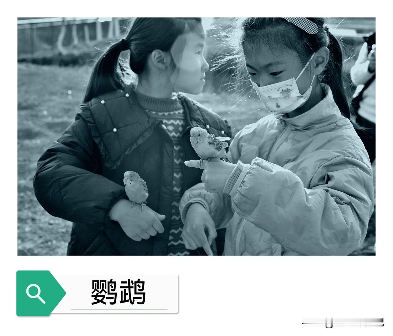 虎皮鹦鹉是很有趣的小宠物。它们体型小巧，体长18 - 22厘米，翼展平均30厘米