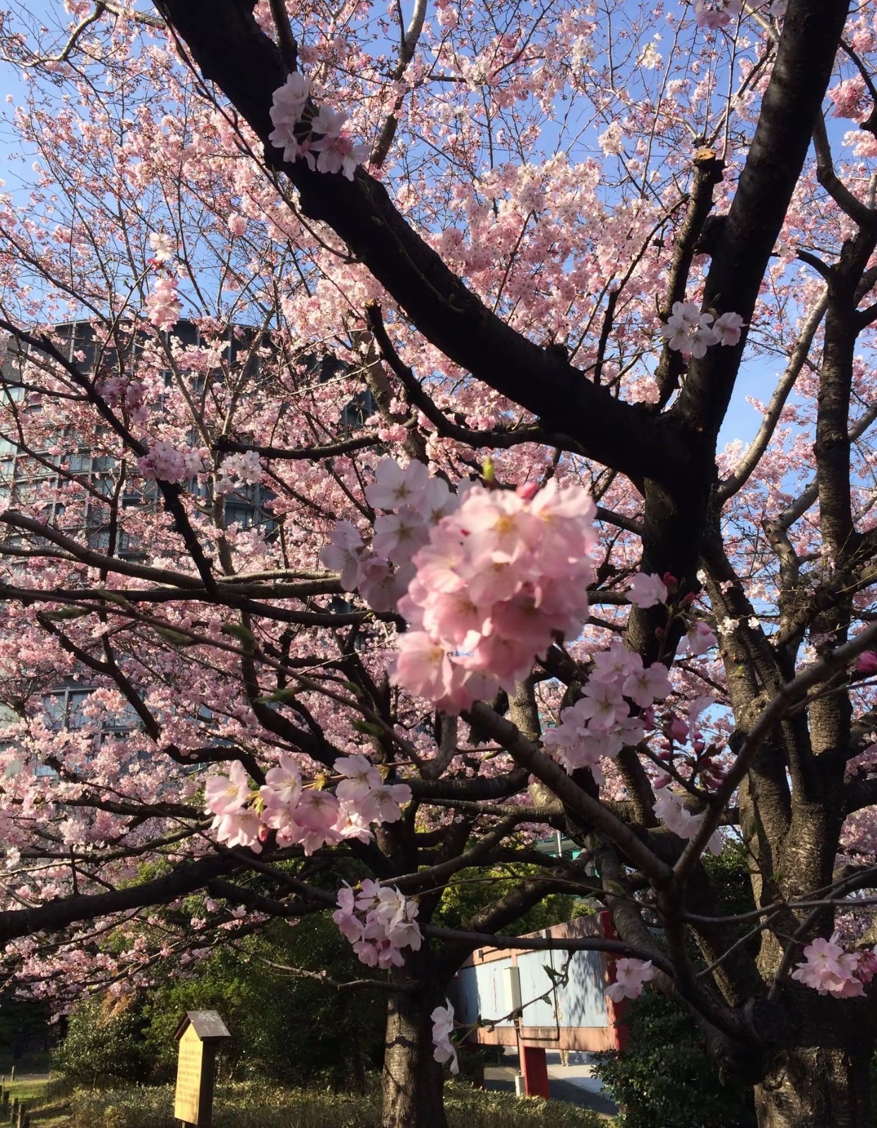 日系忧郁男神牌牌琦去日本看樱花了。 